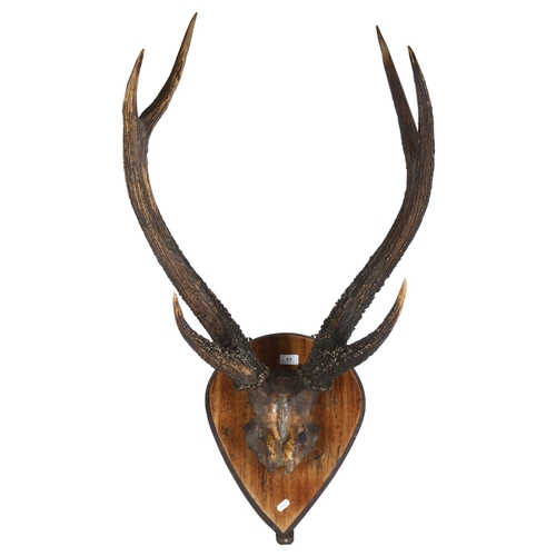 62 - TAXIDERMY - a pair of stag's antlers, mounted on tear-drop shape board, L70cm