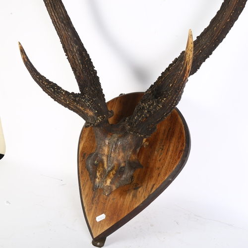 62 - TAXIDERMY - a pair of stag's antlers, mounted on tear-drop shape board, L70cm