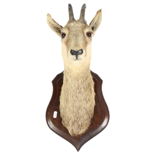 63 - TAXIDERMY - a mountain goat head, on oak shield plaque, shield length 35cm