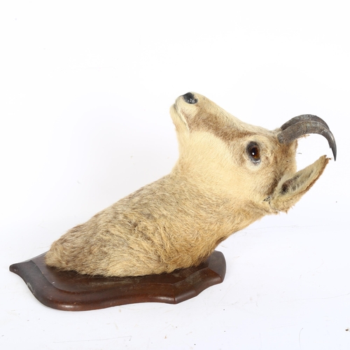 63 - TAXIDERMY - a mountain goat head, on oak shield plaque, shield length 35cm