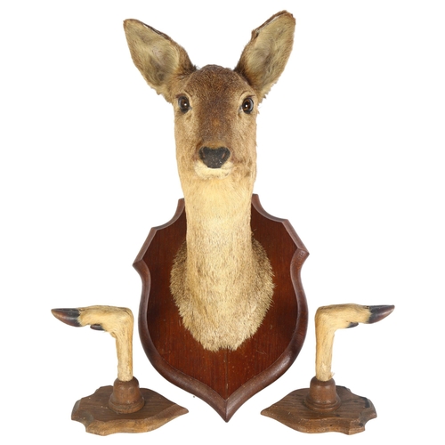 64 - TAXIDERMY - a deer's head, on oak shield plaque, and a pair of mounted hooves (3)