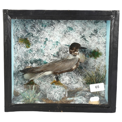 65 - TAXIDERMY - a seabird, in a naturalistic framed glazed case, case width 31cm