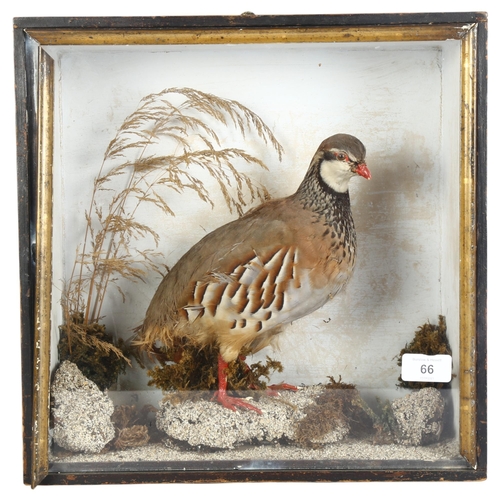 66 - TAXIDERMY - a study of a French partridge, in a naturalistic framed glazed case, case width 36cm