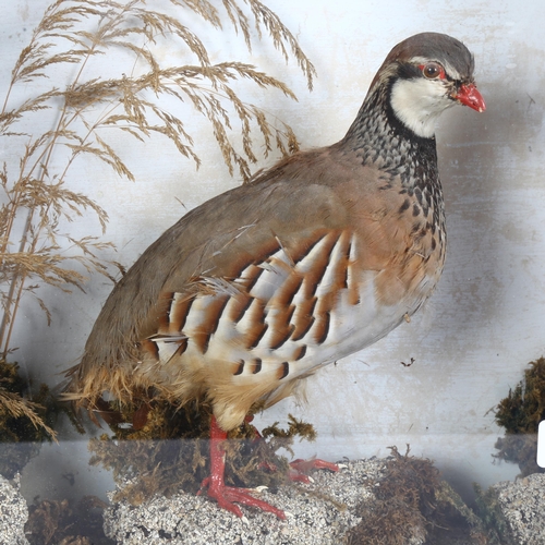 66 - TAXIDERMY - a study of a French partridge, in a naturalistic framed glazed case, case width 36cm