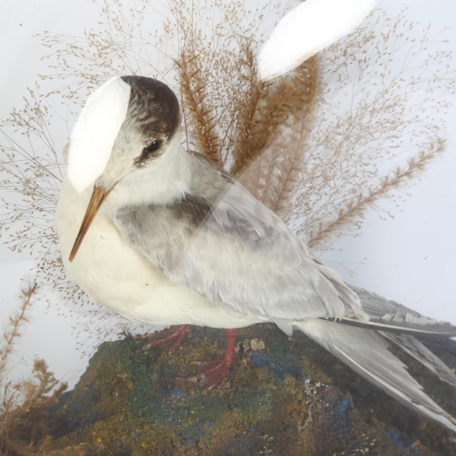 67 - TAXIDERMY - a study of a tern, on naturalistic stand, cased in a glass dome, H32cm