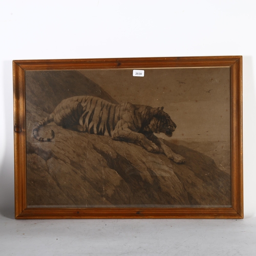 2830 - A pair of prints, lion and tiger studies, 1 with monogram HD, 54cm x 78cm