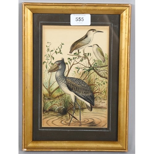 555 - Pierre Jacques Smit (1863 - 1960), study of exotic birds Australia, watercolour on paper, unsigned, ... 