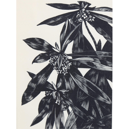 667 - John Nash (1893-1977) wood engraving on paper, The Spurge Laurel, 15.5vm x 11cm, for Poisonous Plant... 