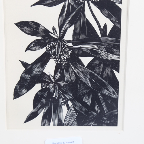 667 - John Nash (1893-1977) wood engraving on paper, The Spurge Laurel, 15.5vm x 11cm, for Poisonous Plant... 