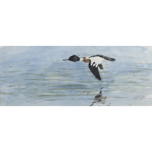 681 - Karl Taylor, red breasted Merganser 1992, watercolour, signed, 12cm x 29cm, framed