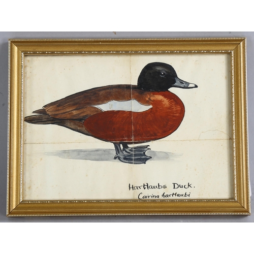 683 - Sir Peter Scott (1910 - 1989), Hartlaubs duck, watercolour, unsigned, 12cm x 17cm, framed