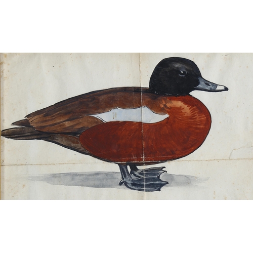 683 - Sir Peter Scott (1910 - 1989), Hartlaubs duck, watercolour, unsigned, 12cm x 17cm, framed