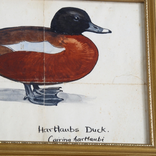 683 - Sir Peter Scott (1910 - 1989), Hartlaubs duck, watercolour, unsigned, 12cm x 17cm, framed