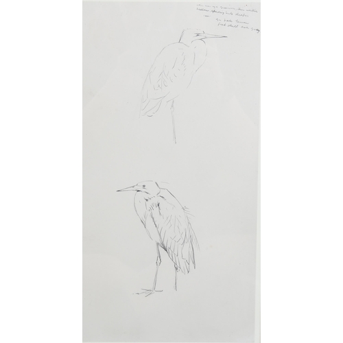 684 - Archibald Thorburn (1860 - 1935), studies of Great White Egret, pencil with annotations, sheet 32cm ... 