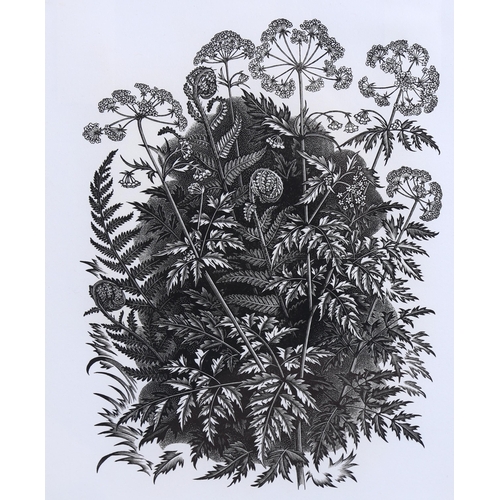 710 - George Mackley (1900-1983), wood engraving on paper, Cow Parsley, from the suite Weeds and Wild Flow... 