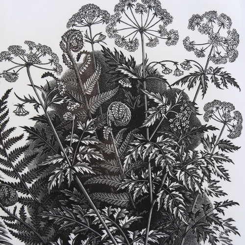 710 - George Mackley (1900-1983), wood engraving on paper, Cow Parsley, from the suite Weeds and Wild Flow... 