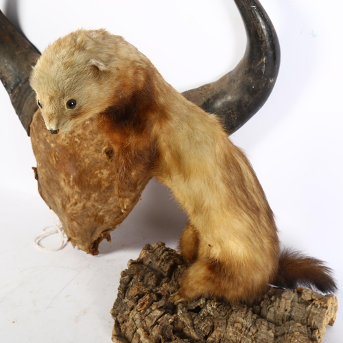 309 - TAXIDERMY - a pair of buffalo horns, unmounted, width between the tips 36cm, and a ferret on natural... 