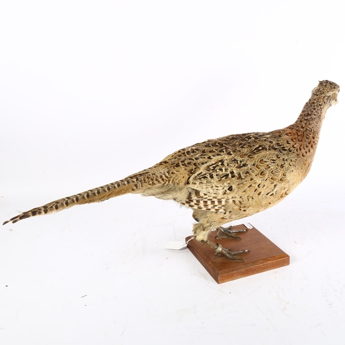 310 - TAXIDERMY - a French pheasant on stepped base, length 61cm