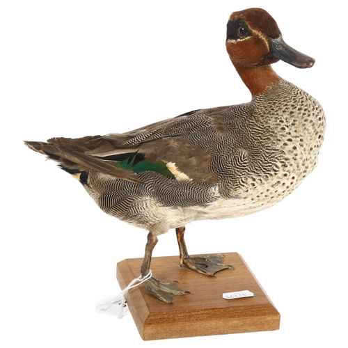 311 - TAXIDERMY - an Eurasian green winged teal, overall height 25cm