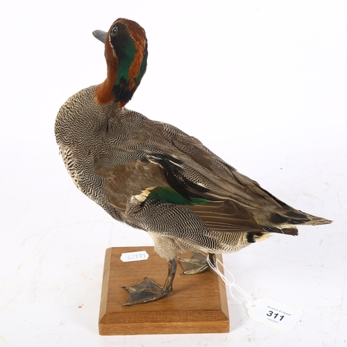 311 - TAXIDERMY - an Eurasian green winged teal, overall height 25cm