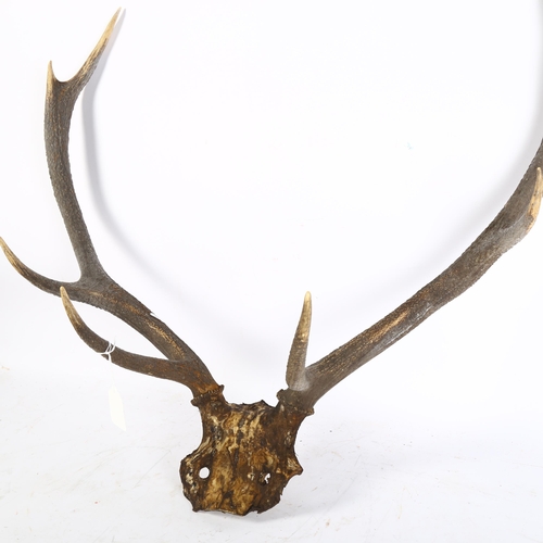 312 - TAXIDERMY - a pair of 4-tipped horn antlers, width between the tips 48cm