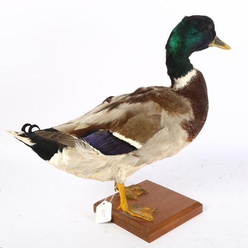 313 - TAXIDERMY - a Rouen duck on chamfered stand, overall height 38cm