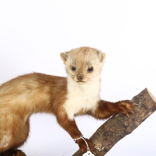 314 - TAXIDERMY - a ferret on naturalistic stand, overall height 34cm