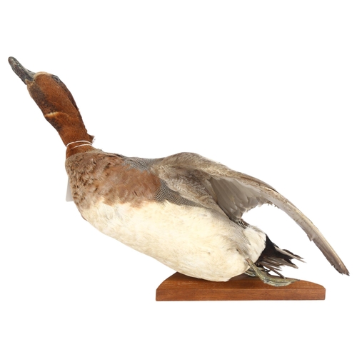 315 - TAXIDERMY - a Eurasian duck on chamfered stand, height 28cm