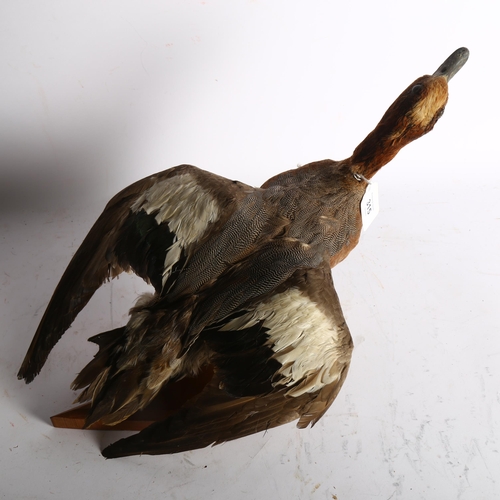 315 - TAXIDERMY - a Eurasian duck on chamfered stand, height 28cm