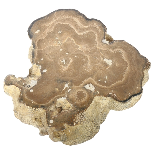 605 - A large light brown section of fossilised coral with polished face, 18.5cm across