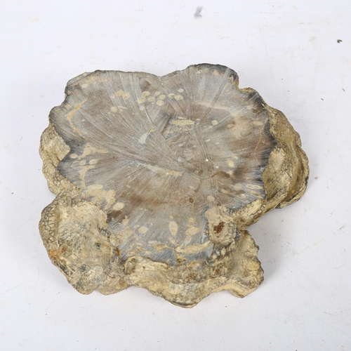 605 - A large light brown section of fossilised coral with polished face, 18.5cm across