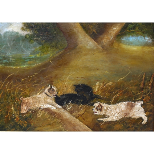 1018 - Follower of George Armfield, 3 Terriers, oil on panel, signed with monogram, 27cm x 36cm, framed