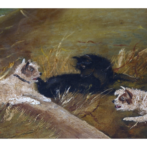 1018 - Follower of George Armfield, 3 Terriers, oil on panel, signed with monogram, 27cm x 36cm, framed