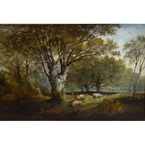 704 - 19th century English School, sheep in wooded landscape, oil on canvas, indistinctly signed, 38cm x 5... 