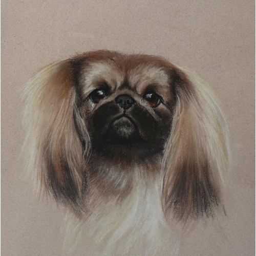 774 - Margaret Anderson, portrait of a Pekinese dog, coloured pastels, signed, 36cm x 30cm, framed