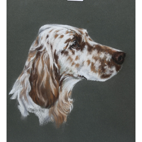 775 - Margaret Anderson, portrait of a Pointer dog, coloured pastels, signed, 44cm x 32cm, framed