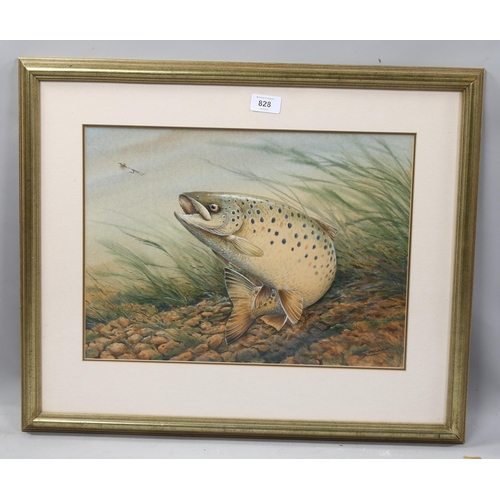 828 - Simon Trinder (born 1958), trout and fly, watercolour, signed, 30cm x 42cm, framed