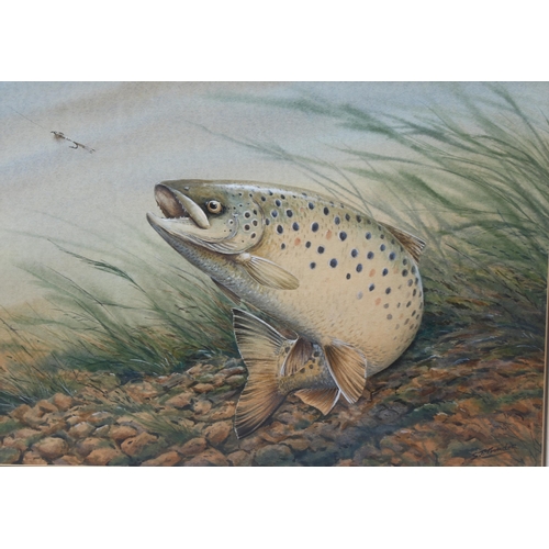 828 - Simon Trinder (born 1958), trout and fly, watercolour, signed, 30cm x 42cm, framed