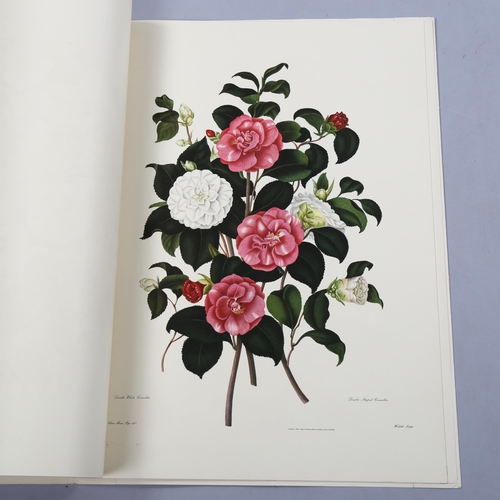 883 - Sam Curtis, portfolio of genus camellia flower studies, lithographs after the original 1819 edition