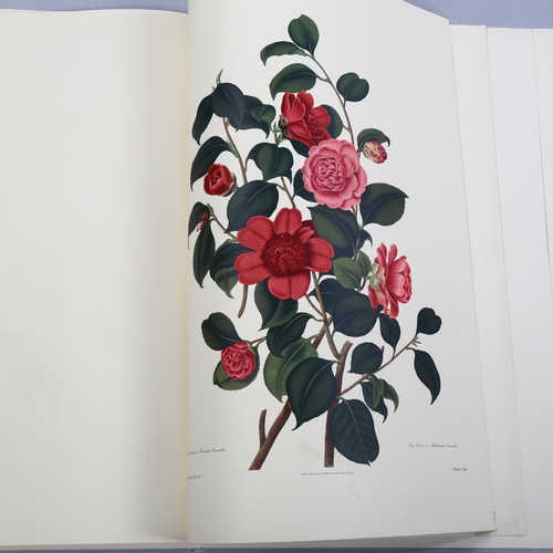 883 - Sam Curtis, portfolio of genus camellia flower studies, lithographs after the original 1819 edition