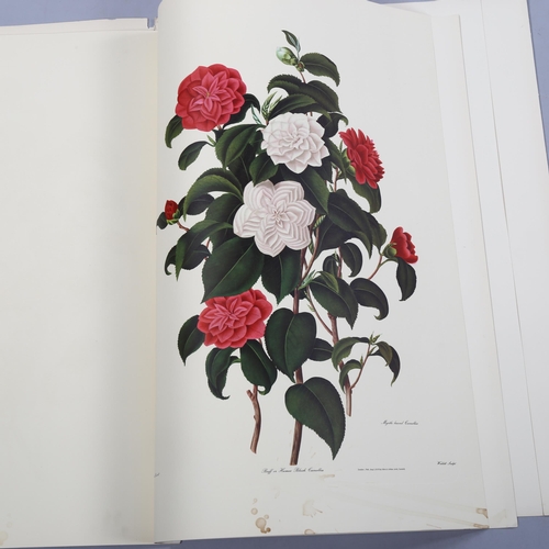 883 - Sam Curtis, portfolio of genus camellia flower studies, lithographs after the original 1819 edition