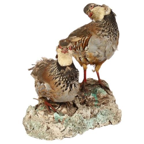 327 - TAXIDERMY - a pair of partridges, H31cm