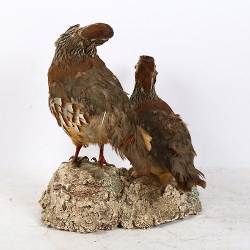 327 - TAXIDERMY - a pair of partridges, H31cm