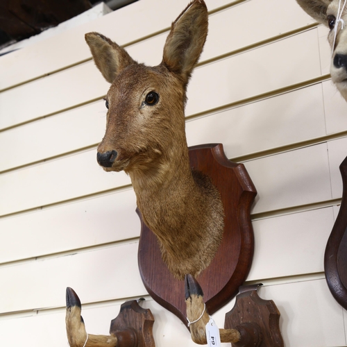 328 - TAXIDERMY - a deer's head, on oak shield plaque, and a pair of mounted hooves (3)