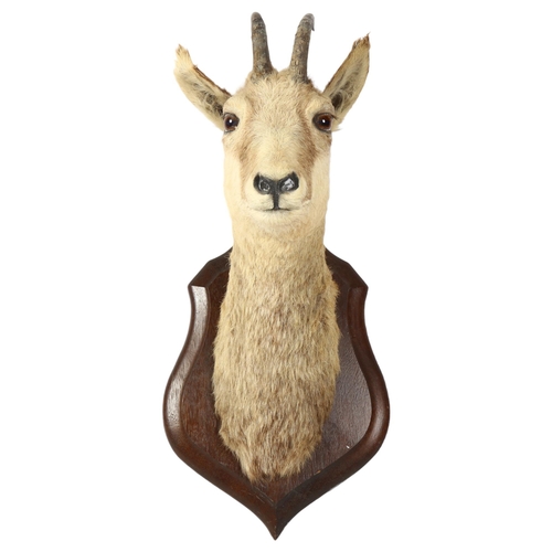 329 - TAXIDERMY - a mountain goat head, on oak shield plaque, shield length 35cm