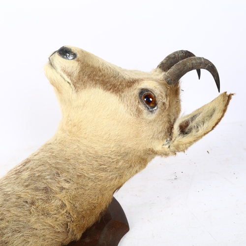 329 - TAXIDERMY - a mountain goat head, on oak shield plaque, shield length 35cm