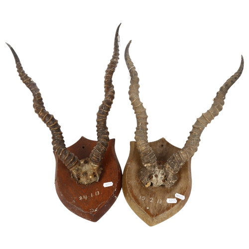 330 - TAXIDERMY - 2 pairs of mounted antlers on shield plaques, dated 24th January 1913 and 19th February ... 