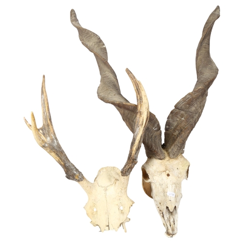 331 - WITHDRAWN TAXIDERMY - a pair of African kudu horns mounted on pine panel, and a pair of antlers (2)