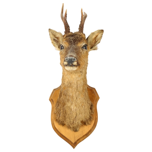 332 - TAXIDERMY - a small deer's head and antlers, on oak shield plaque, H62cm