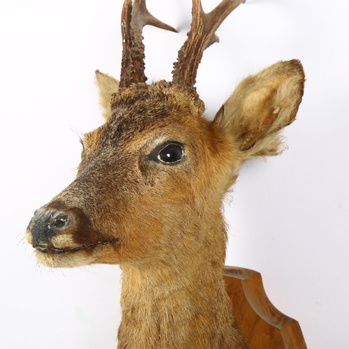 332 - TAXIDERMY - a small deer's head and antlers, on oak shield plaque, H62cm